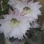 Residenza Letizia 아파트
